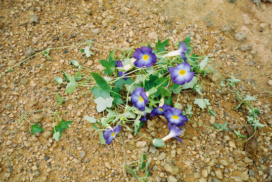 Image of Thunbergia chrysops Hook.