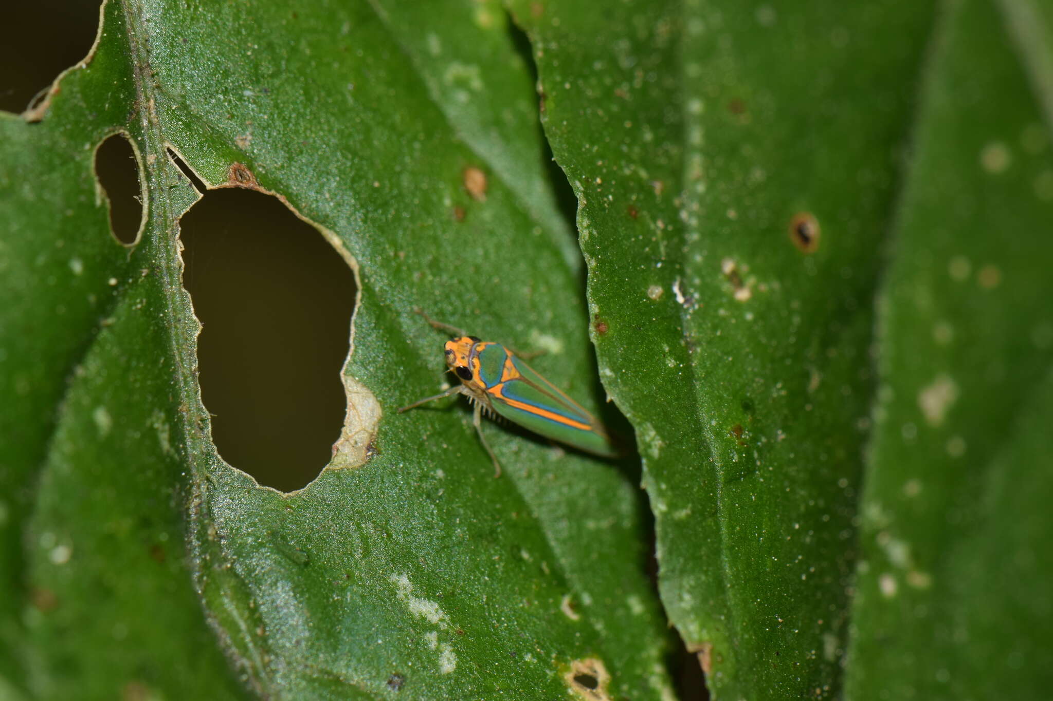 Image of Graphocephala aurolineata (Fowler 1900)