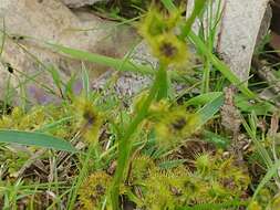 Drosera gunniana的圖片