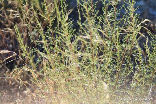 Image of Artemisia campestris subsp. glutinosa (Gay ex Bess.) Batt.