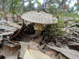 Image de Amanita luteolovelata D. A. Reid 1978