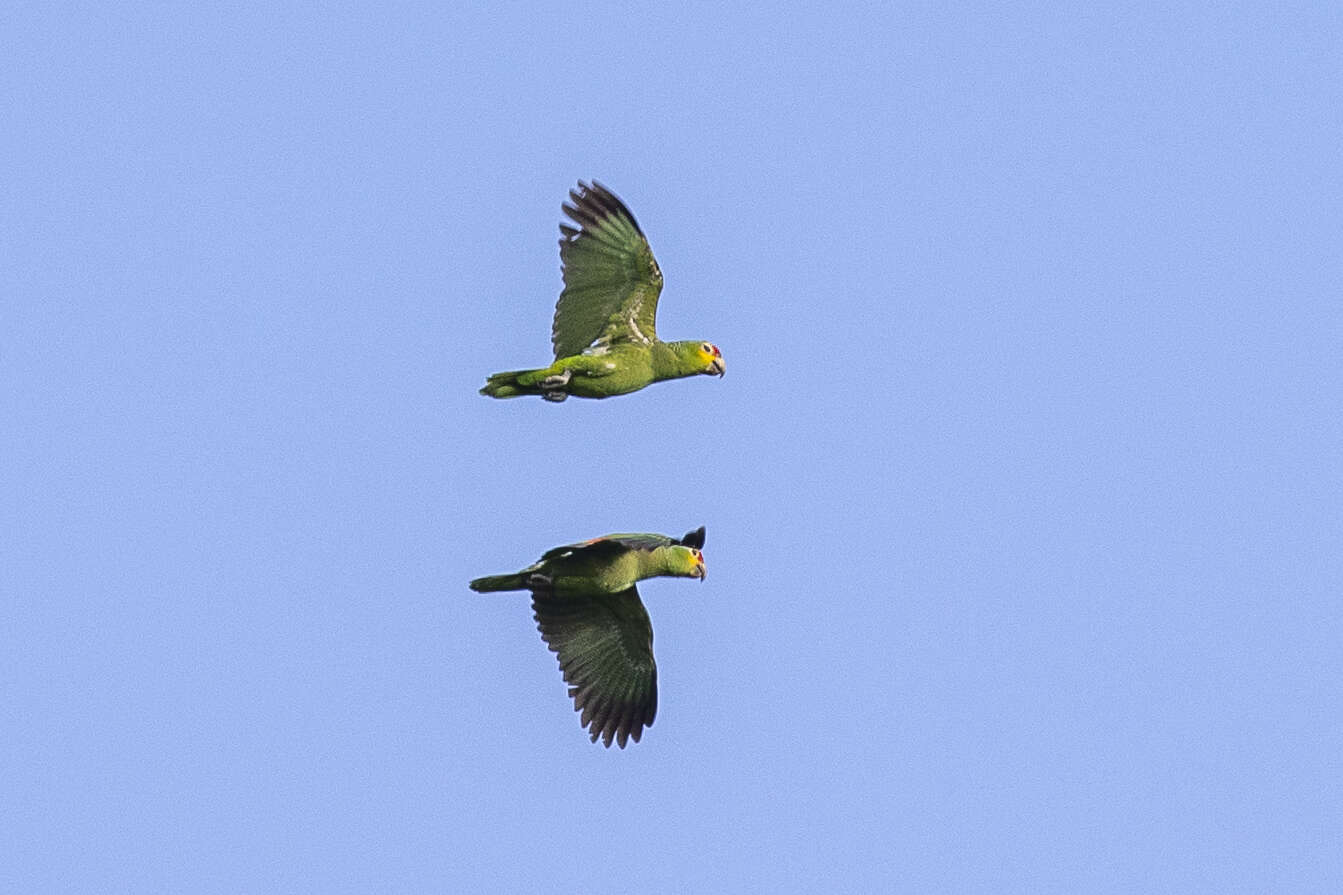 Image of Amazona autumnalis autumnalis (Linnaeus 1758)