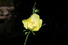 Image of Hibiscus jaliscensis P. A. Fryxell
