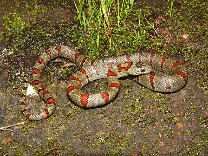 Image of Lampropeltis greeri (Webb 1961)