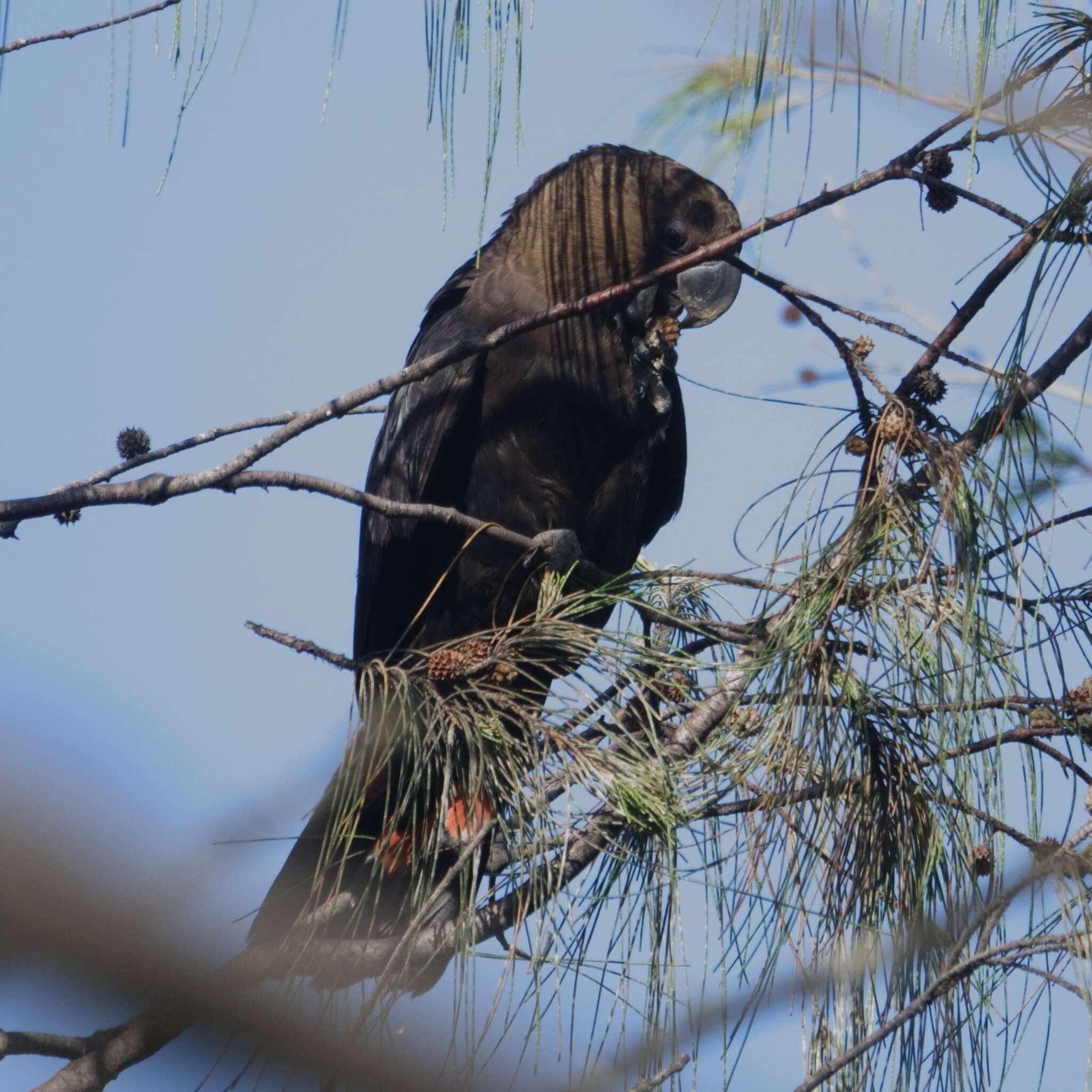 Calyptorhynchus lathami (Temminck 1807) resmi