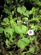 Image of Red-Center Morning-Glory