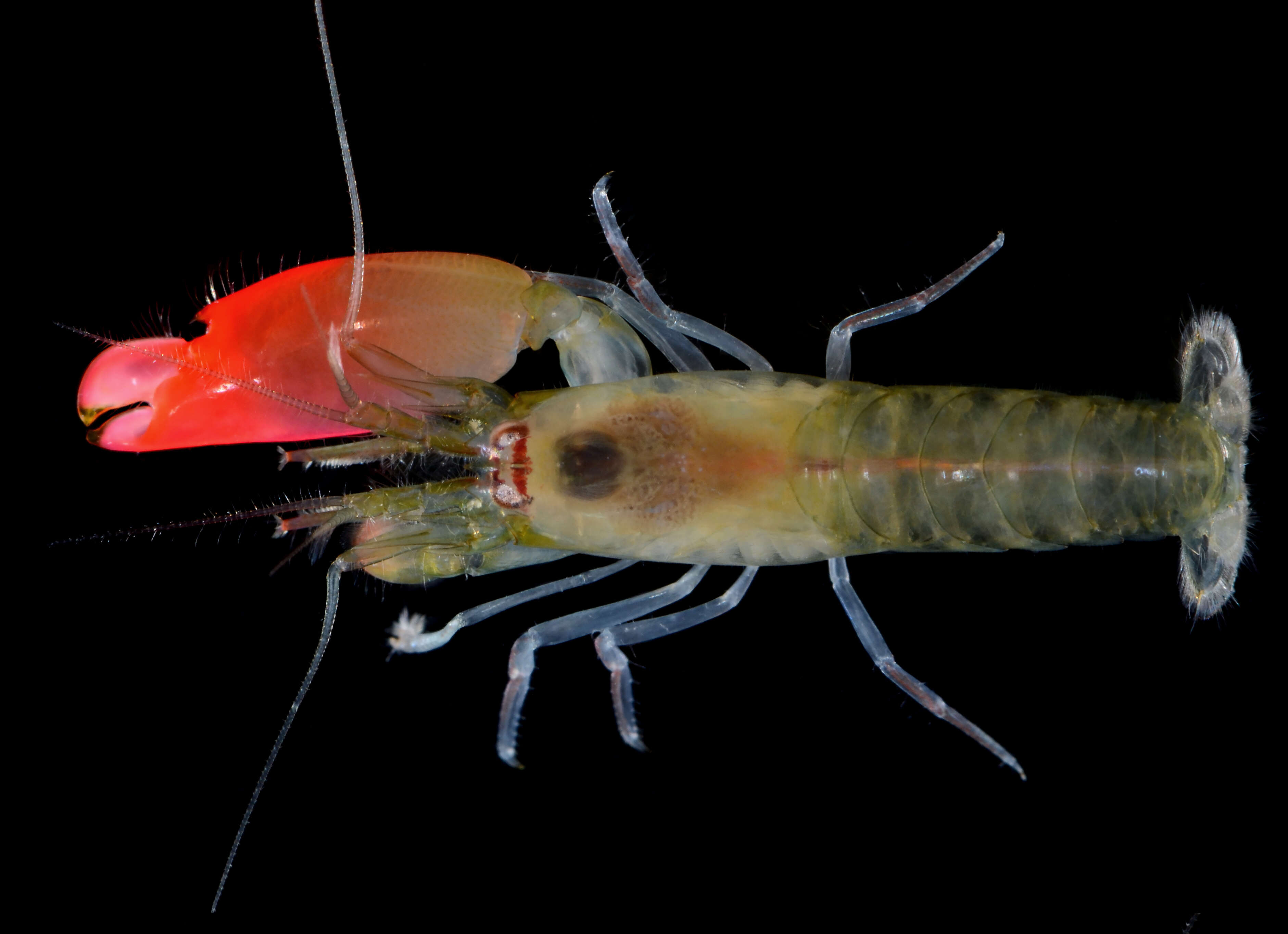 Image of Pink Floyd pistol shrimp