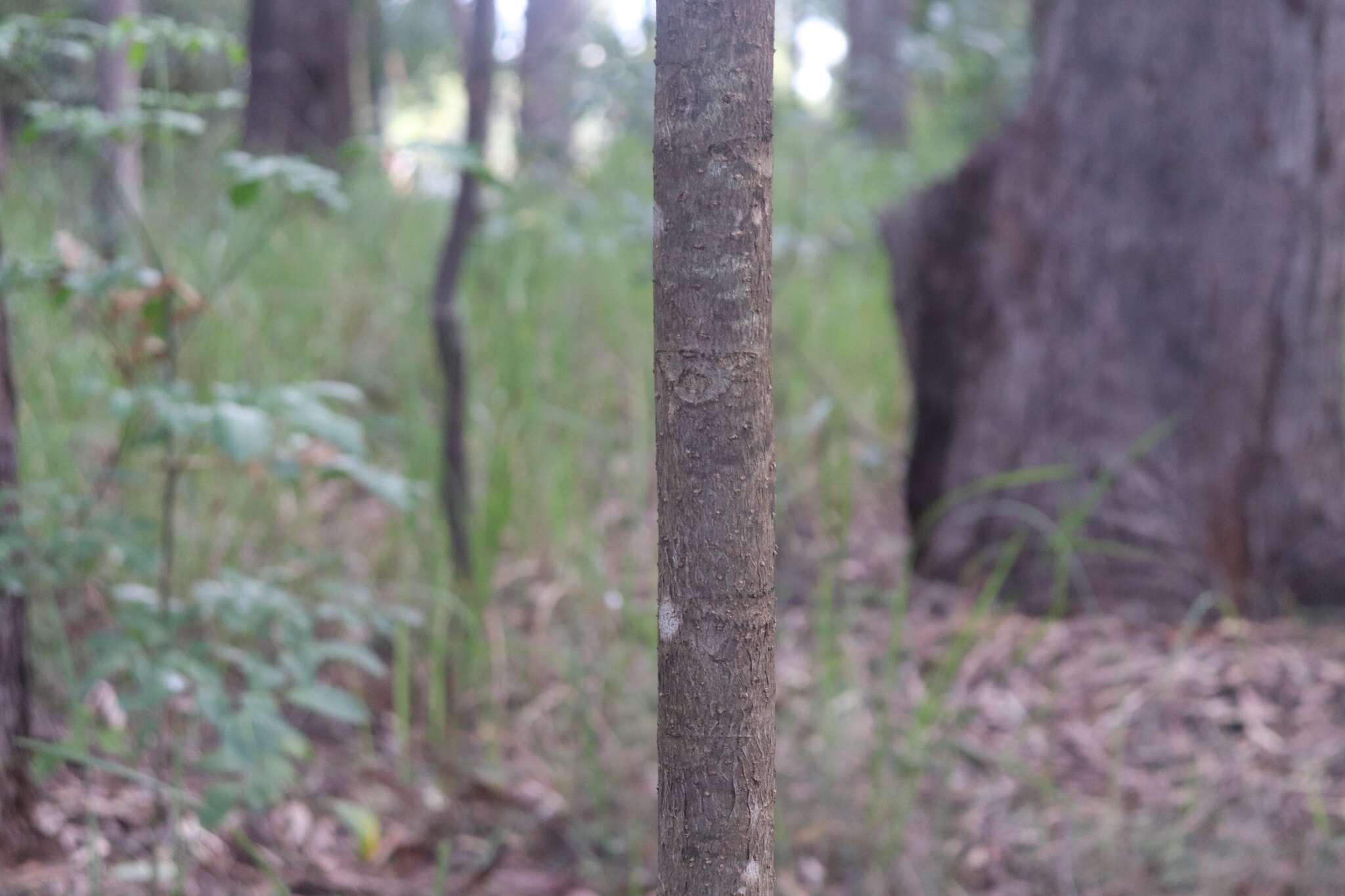 Image of Celery Wood