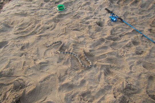 Image of Elegant or bar-bellied seasnake