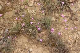 Image of Dianthus basuticus subsp. fourcadei Hooper