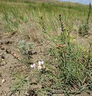 Imagem de Astragalus silvisteppaceus Knjaz.