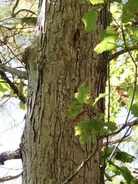 Image of Basket Oak