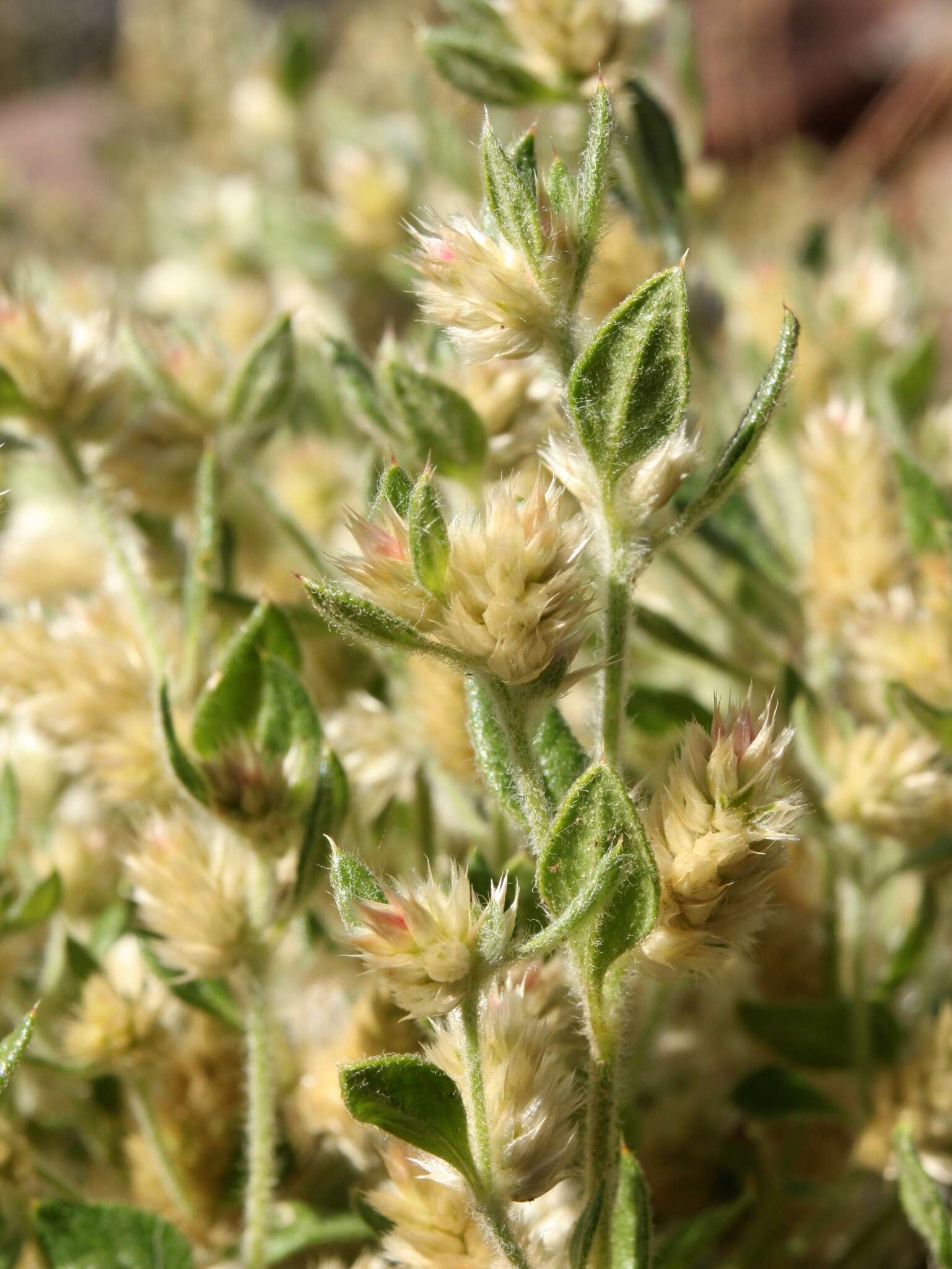 Image of Ptilotus decipiens C. A. Gardner