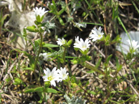 Image of doubtful chickweed