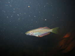 Image of Checkered rainbowfish