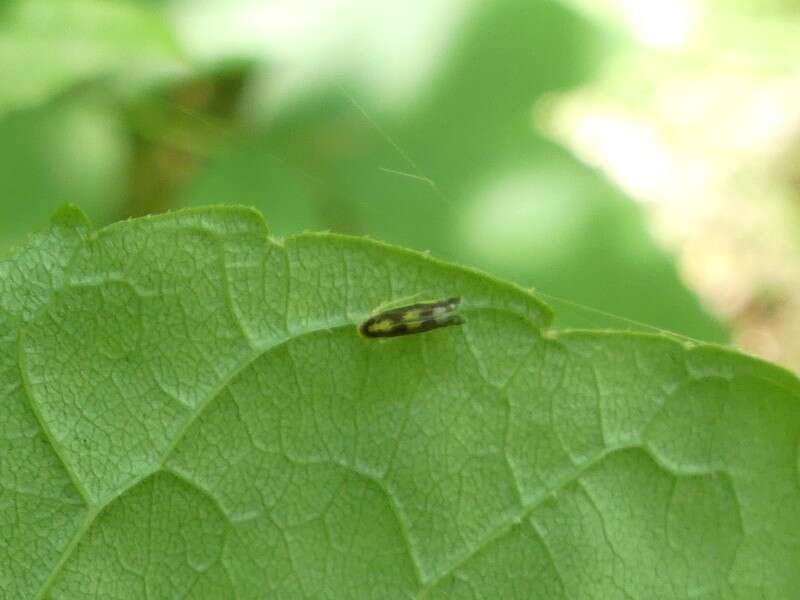 صورة Eupteryx (Eupteryx) flavoscuta Gillette 1898