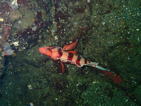 Image of Tiger rockfish