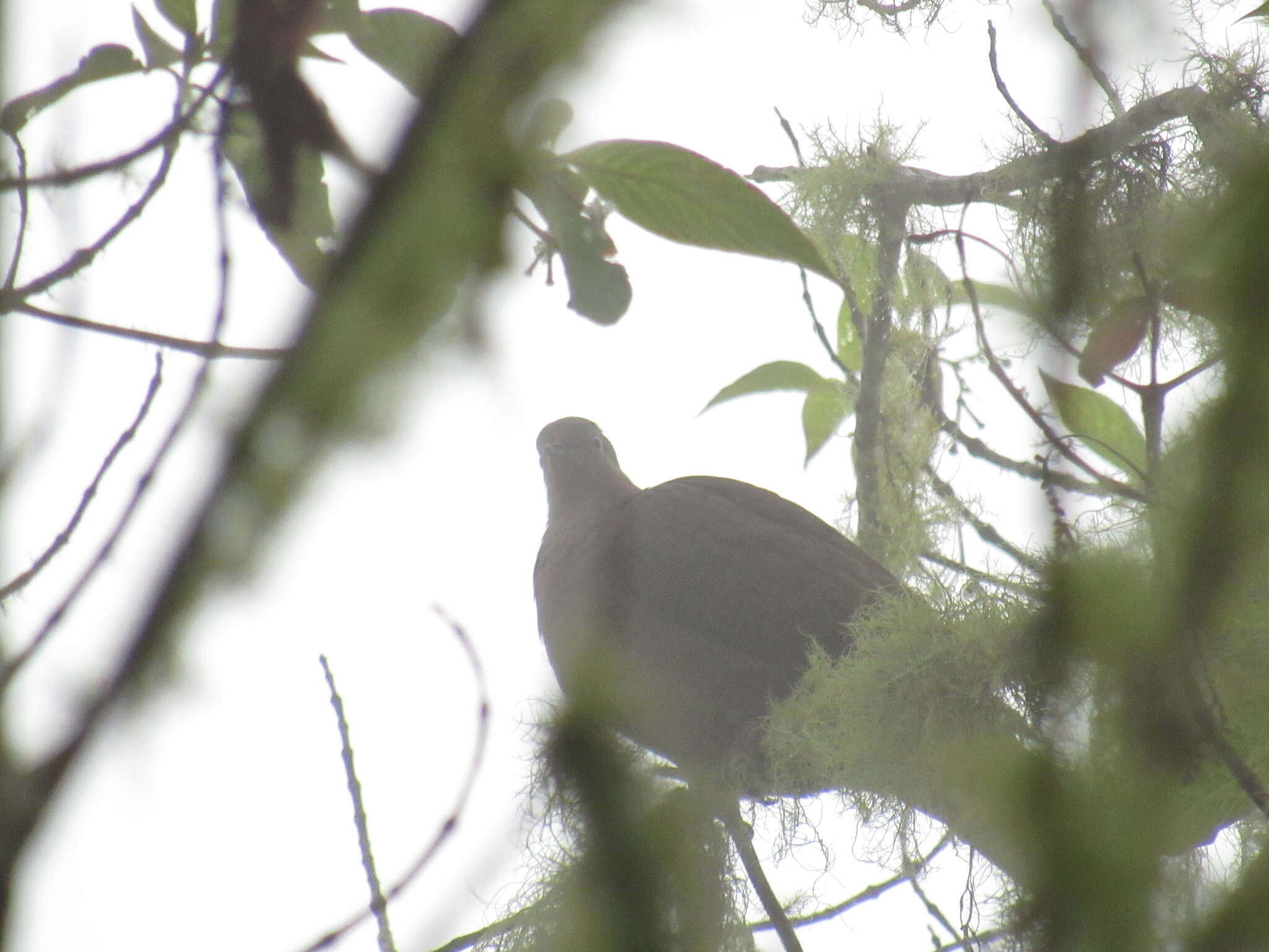 Image of Ruddy Pigeon