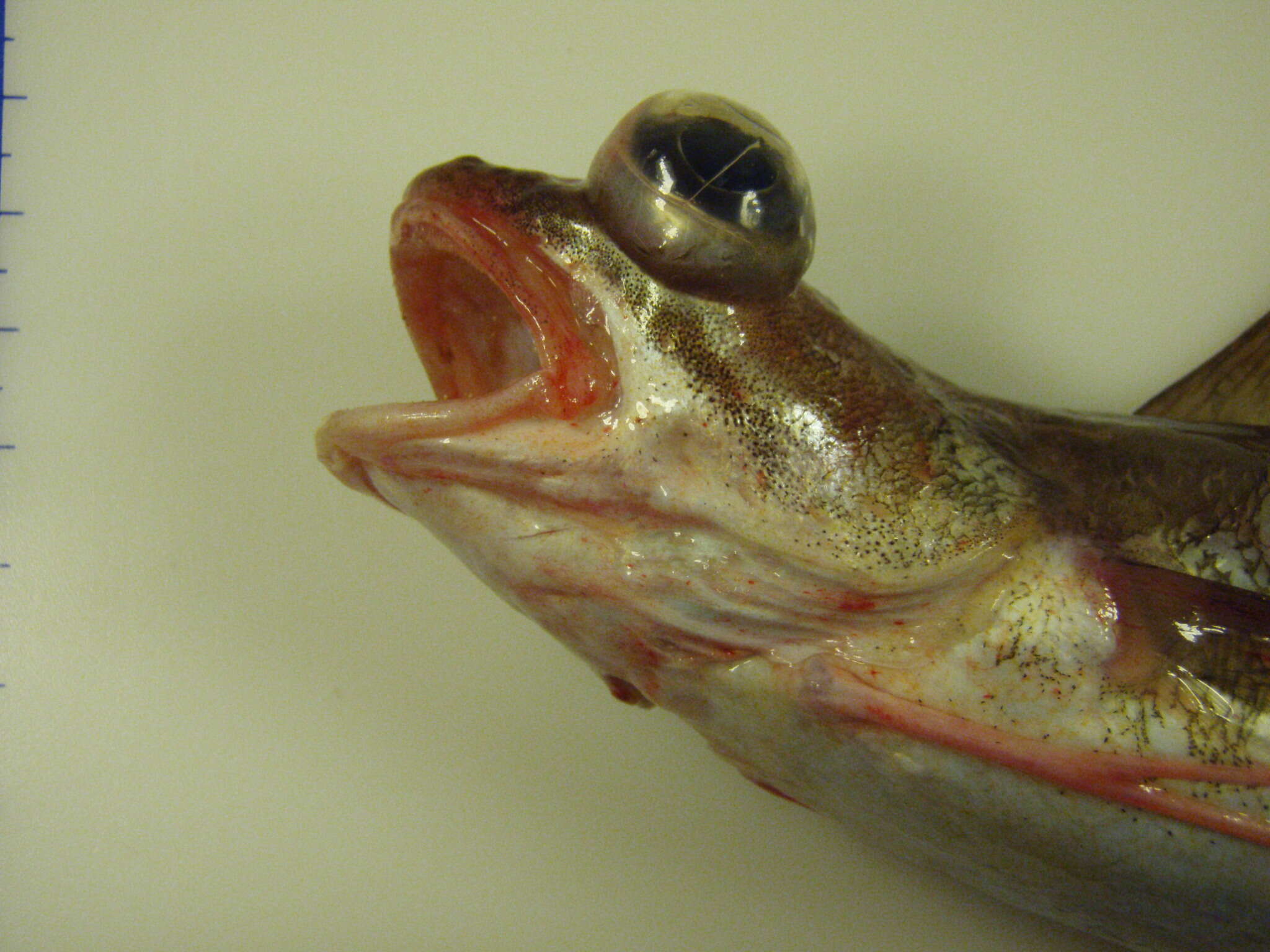 Image of Red hake