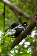 Image of Hartlaub's Turaco