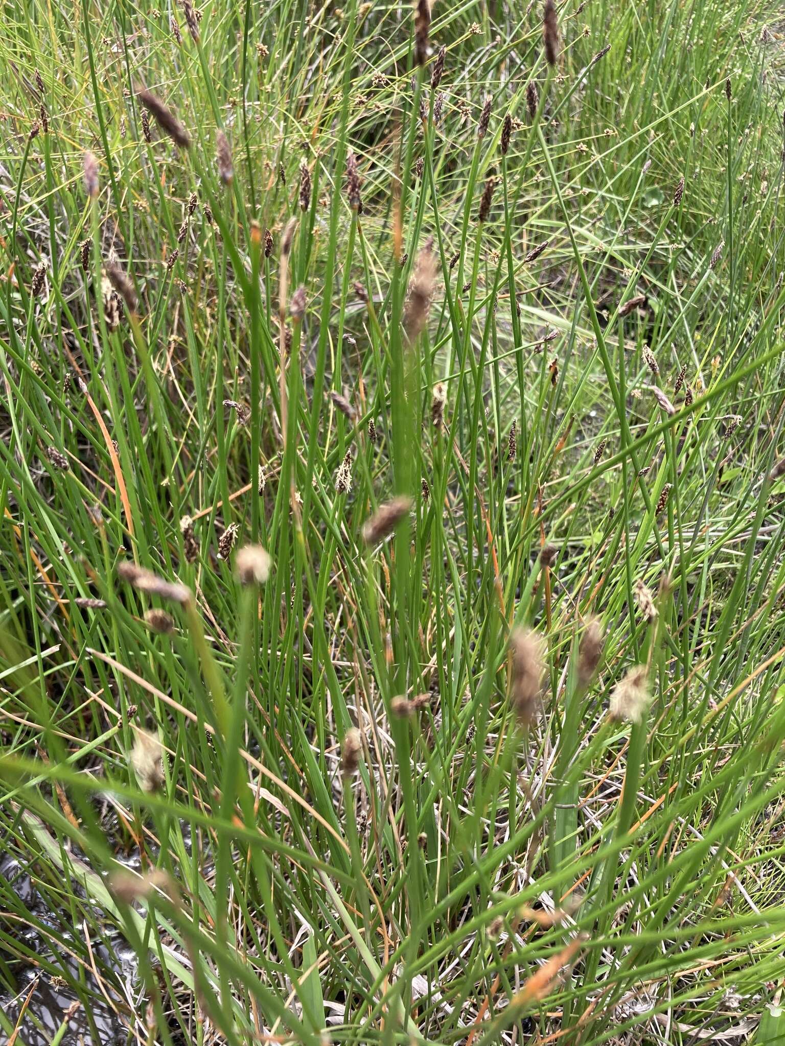 Image of Eleocharis dregeana Steud.