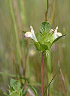 Image of San Mateo thorn-mint