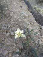 Image of Cephalaria velutina Bobrov