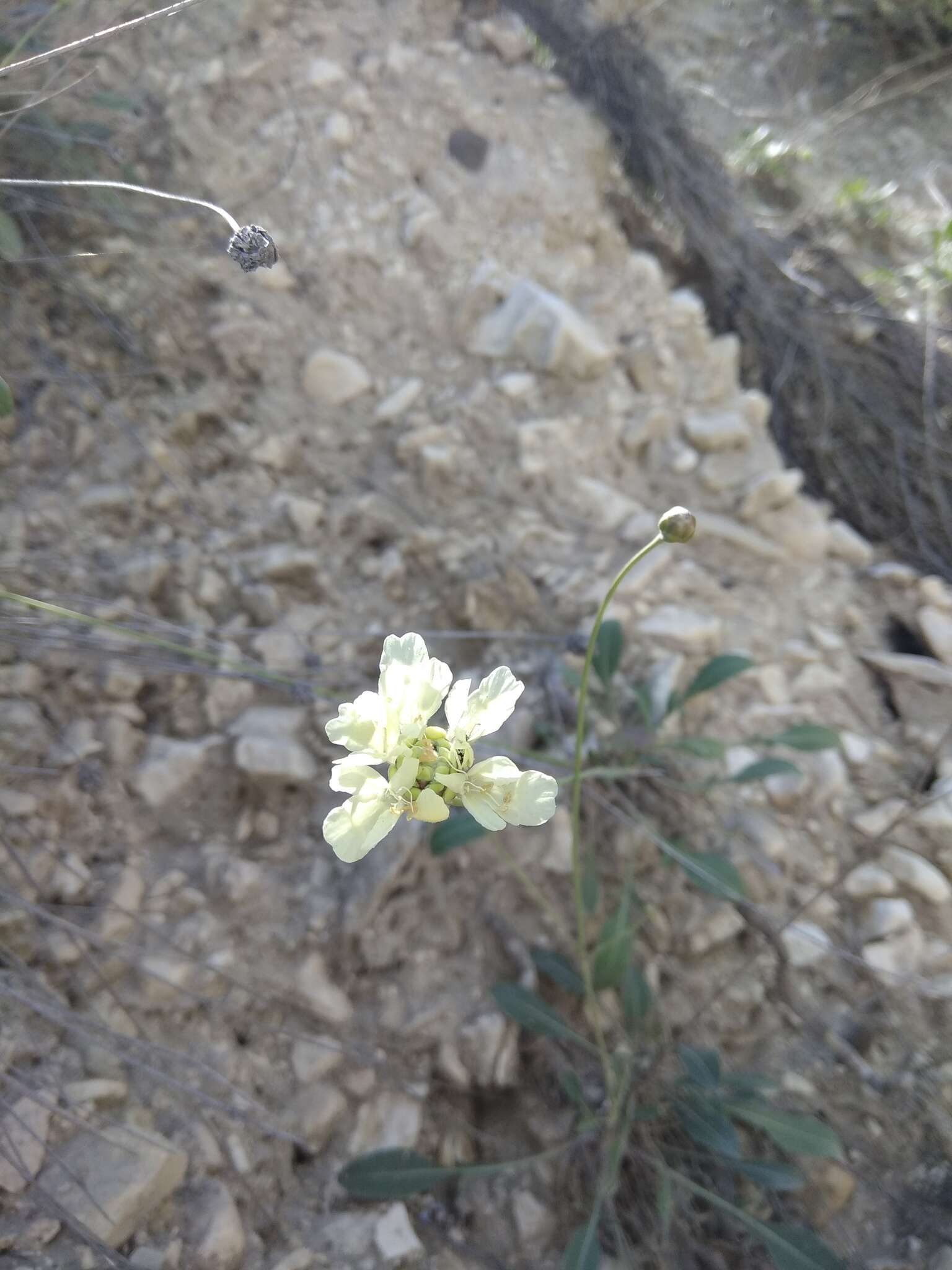 Image of Cephalaria velutina Bobrov