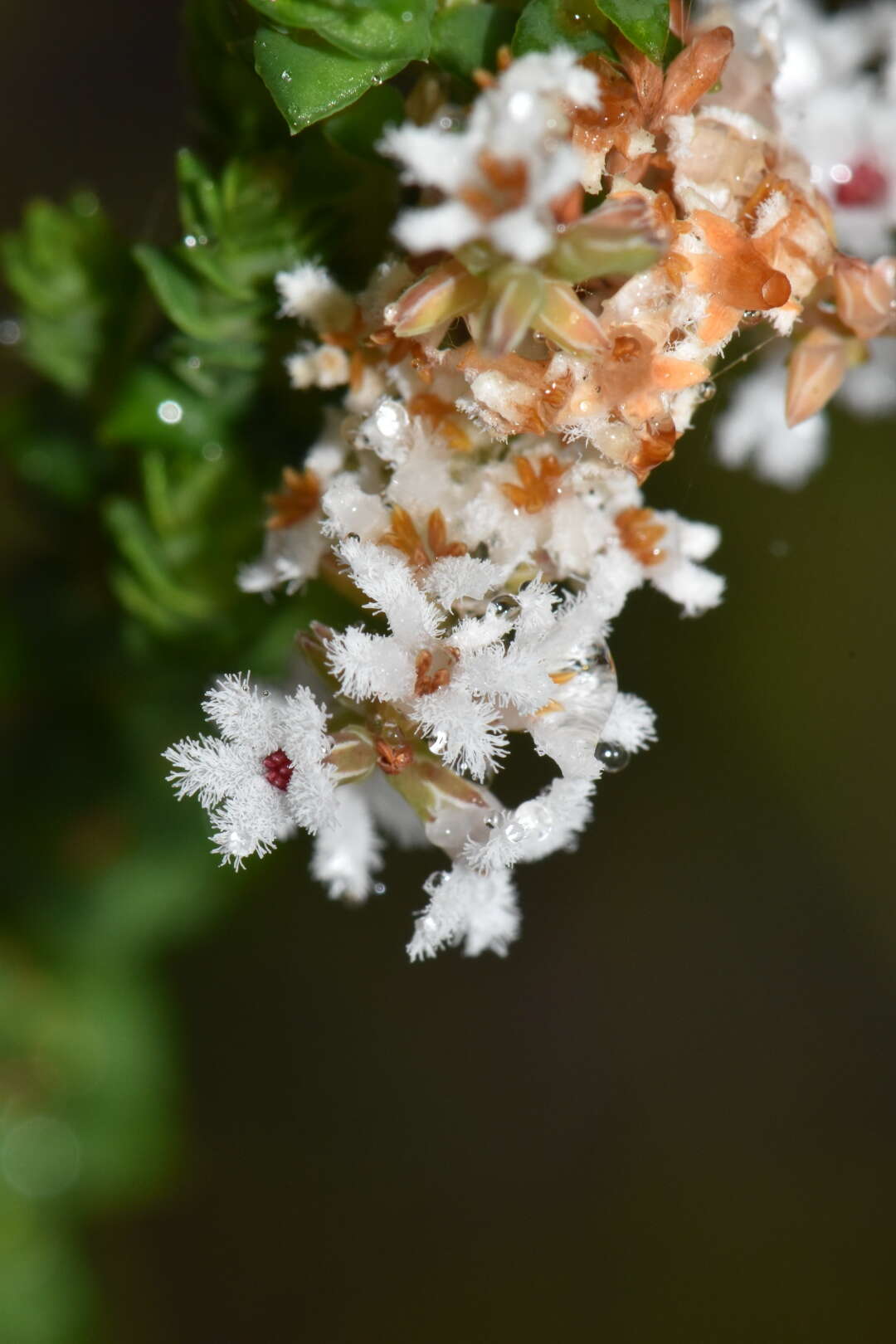 Image of Leucopogon glabellus R. Br.