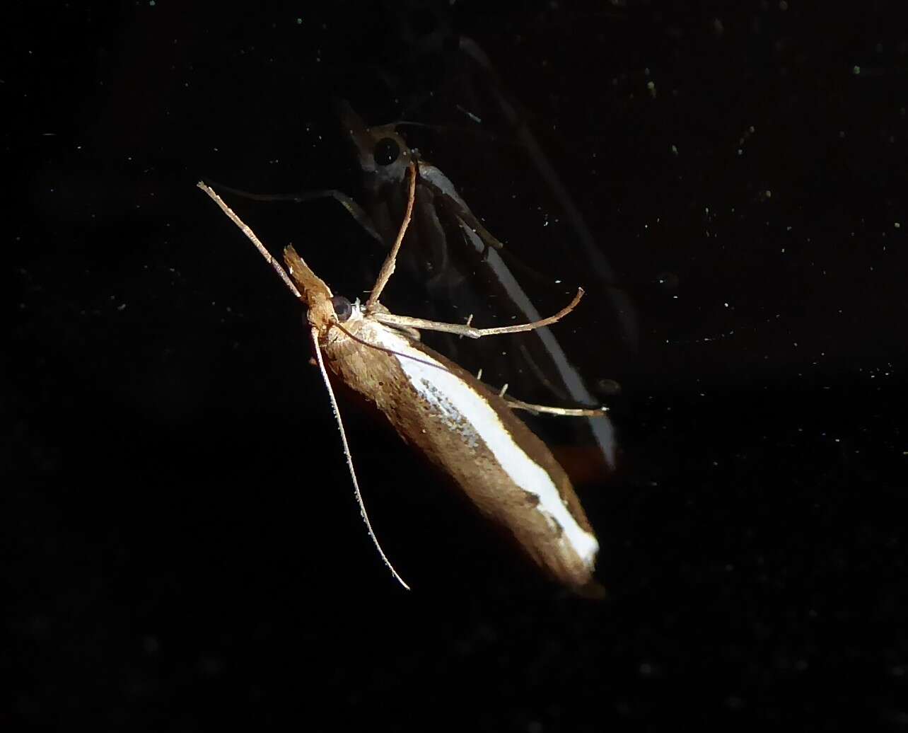 Image of common grass moth