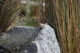 Image of Pine Siskin