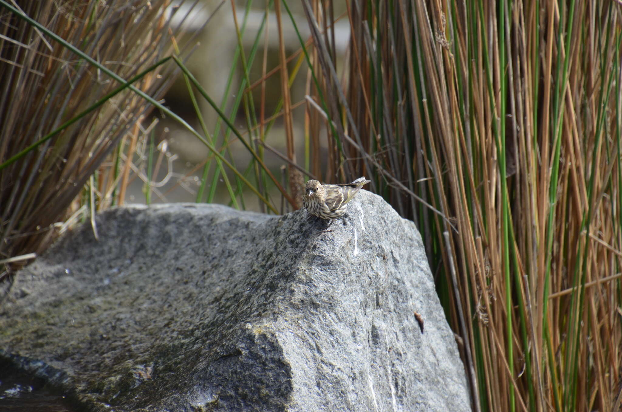 Image of Pine Siskin