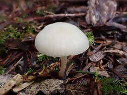 Image of Hygrocybe rodwayi (Massee) A. M. Young 1997