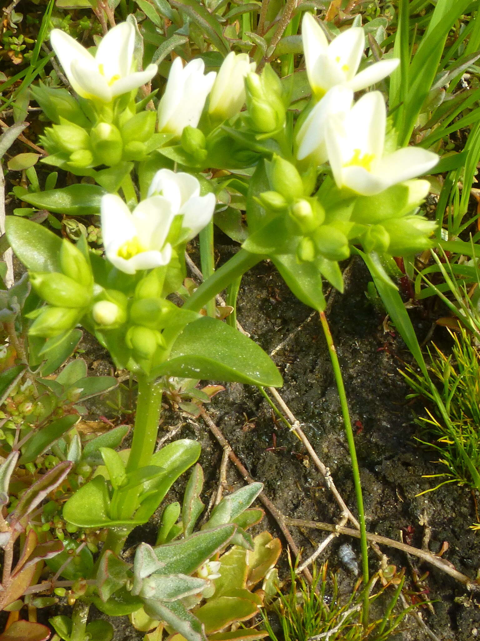 Image of Sebaea albens (L. fil.) Sm.