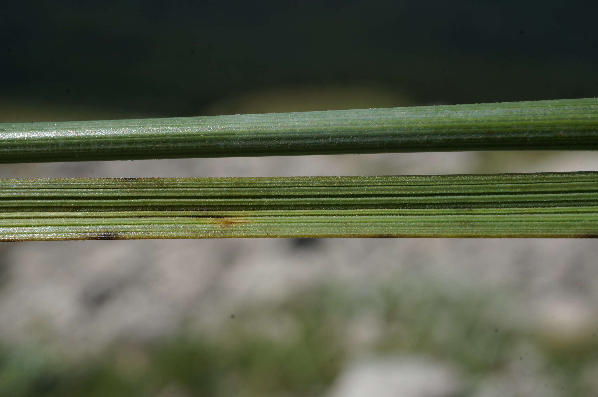 Image of Stipa pennata subsp. pennata