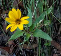 Слика од Heliopsis parvifolia A. Gray