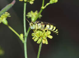 Image of Glenostictia pictifrons (F. Smith 1856)