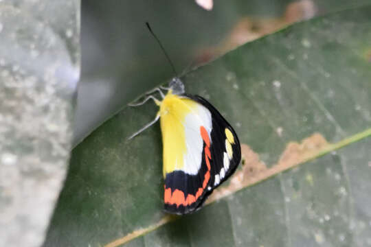 Image of red-banded jezebel