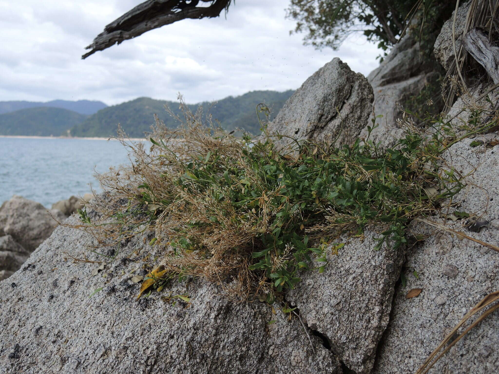 Image of Coastal peppercress