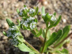 Image of Lewiston cornsalad