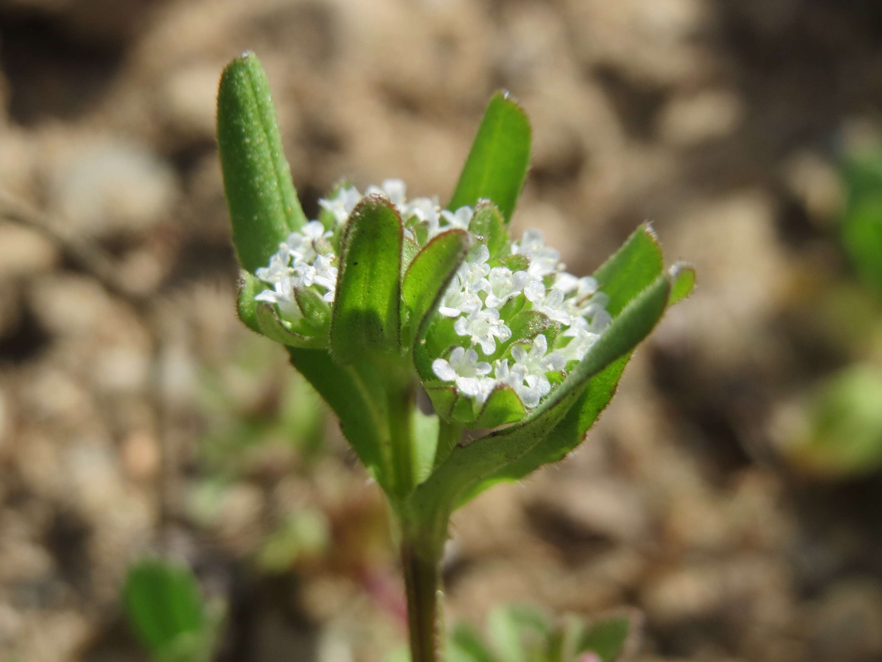 Image of Lewiston cornsalad