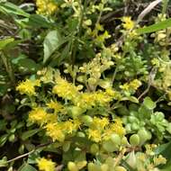 Sivun Sedum formosanum N. E. Br. kuva