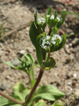 Image of Lewiston cornsalad