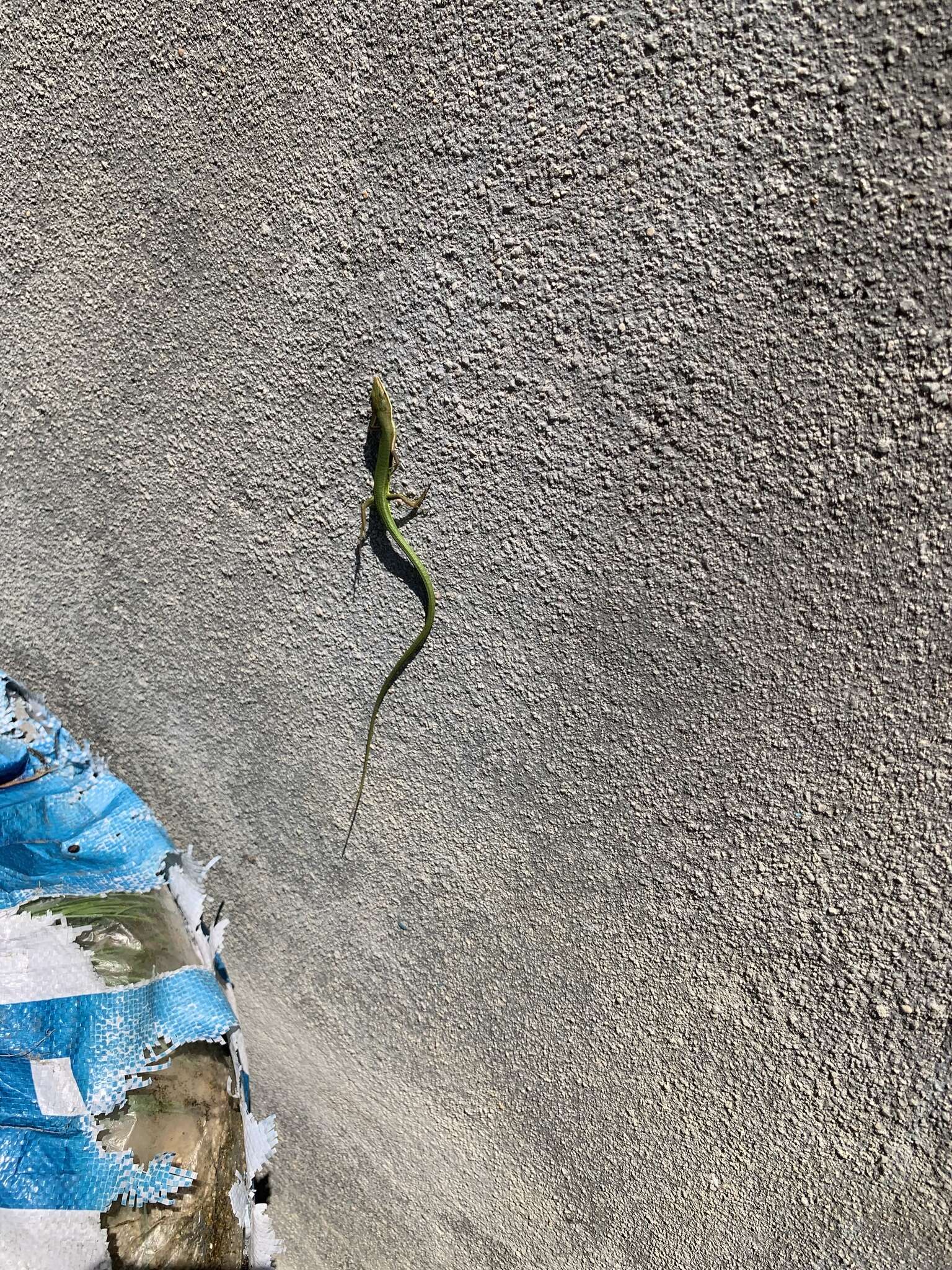 Image of Chung-an ground lizard