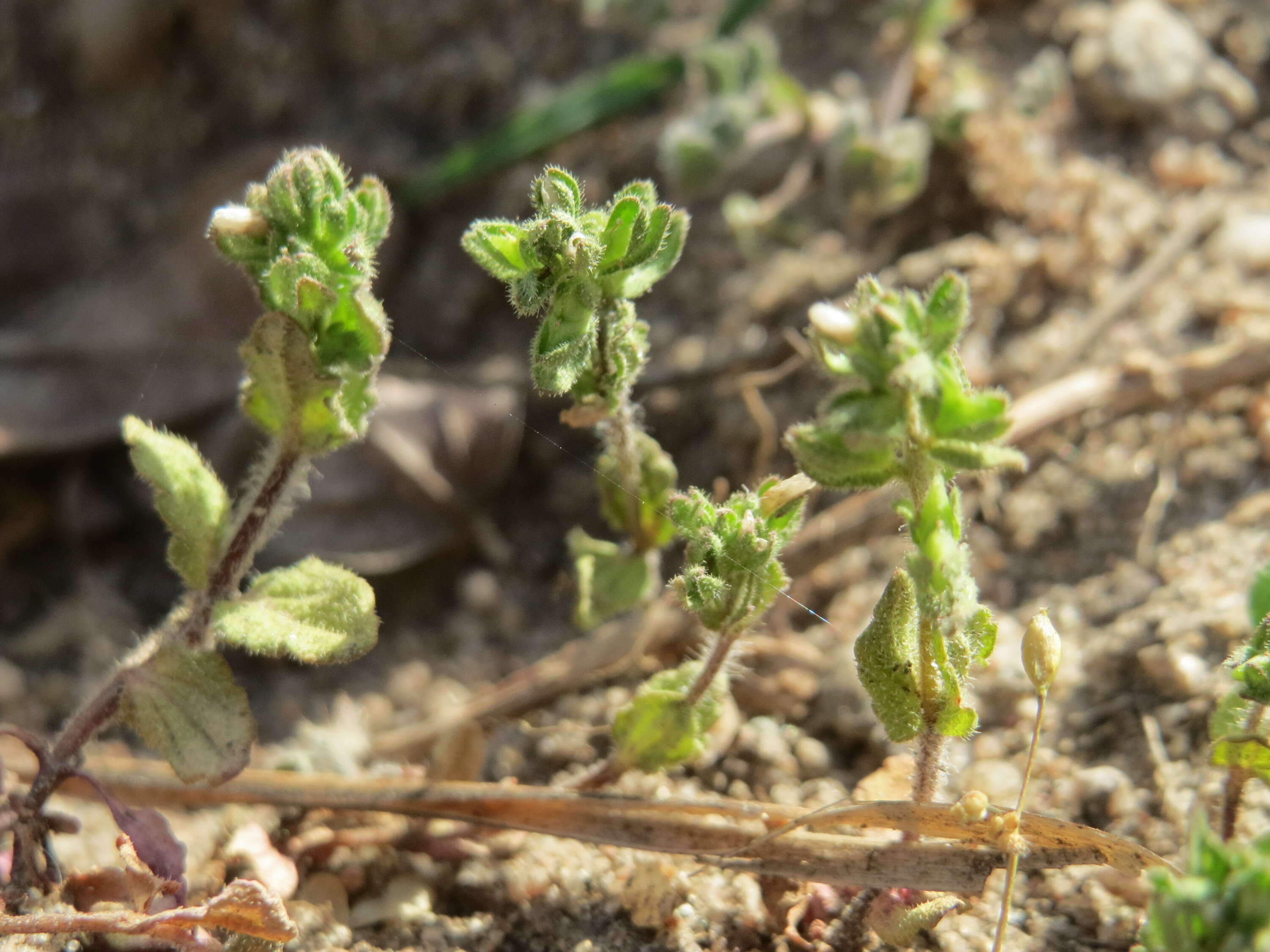 Image of common speedwell