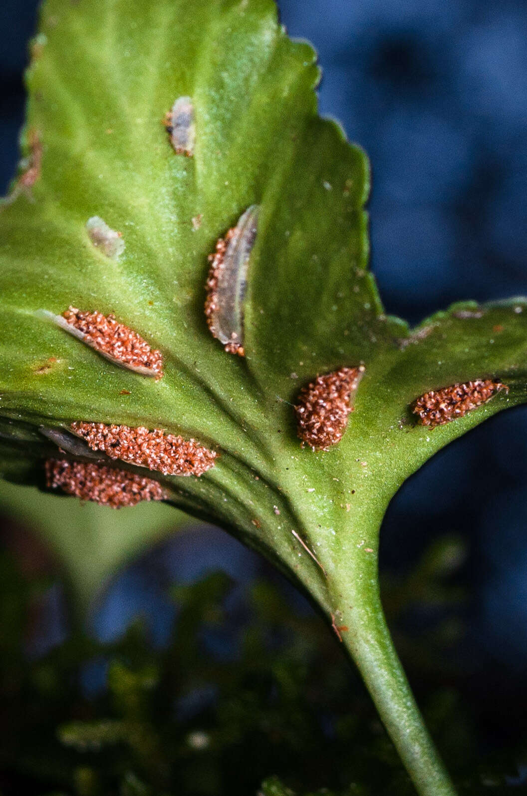 Image of Asplenium trilobum Cav.