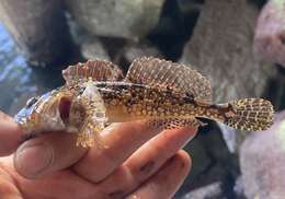 Image of Round-nosed sculpin