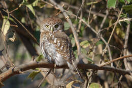 Image of Pearl-spotted Owlet