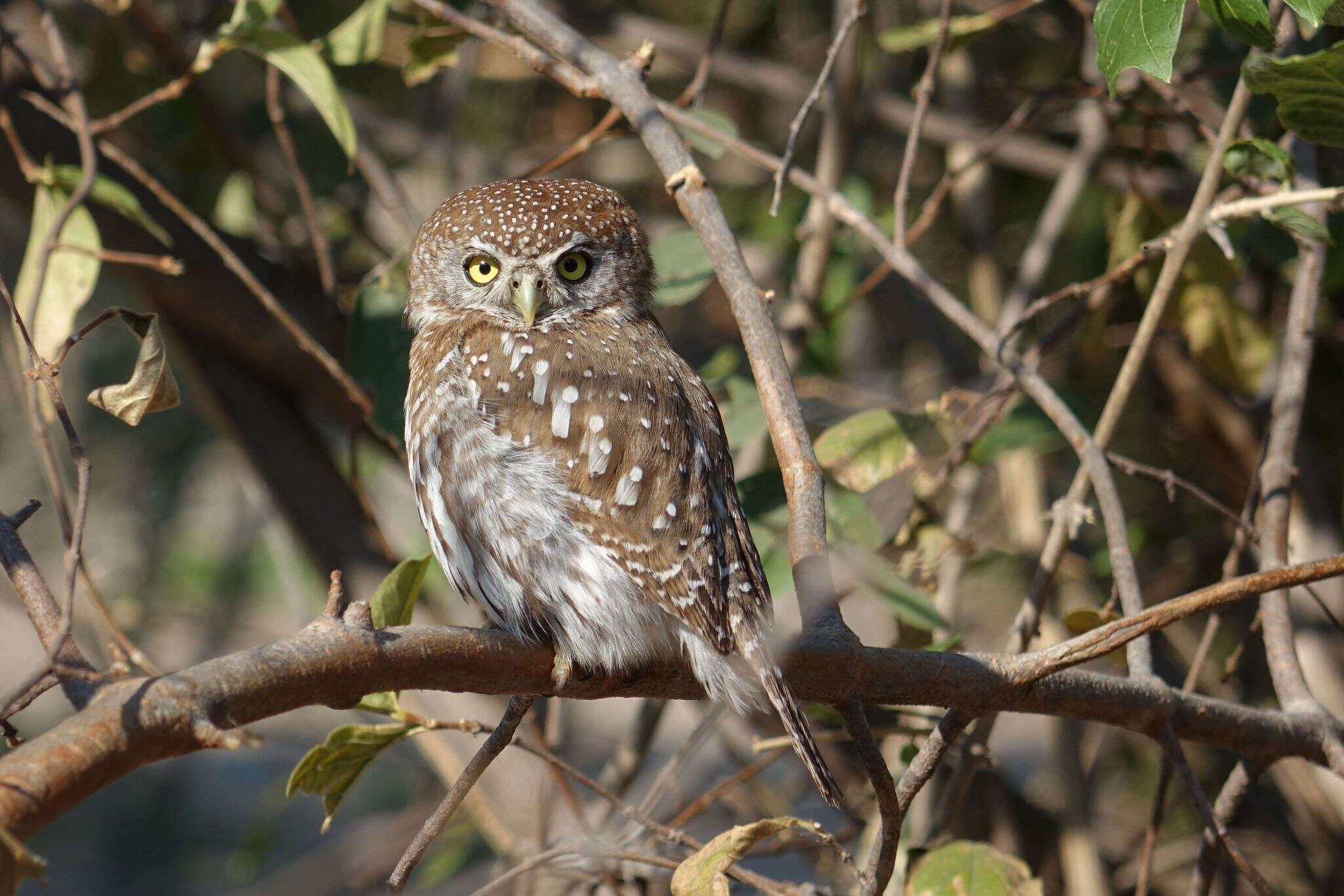 Image of Pearl-spotted Owlet