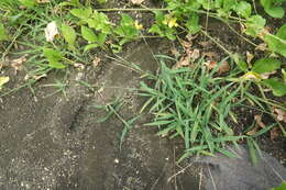 Image of Digitaria henryi Rendle